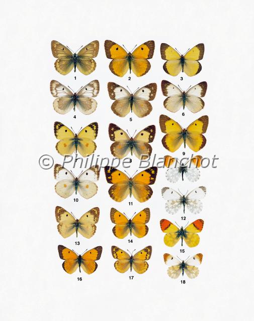 papillons 10.JPG - in "Le Guide Entomologique"Patrice Leraut et Philippe BlanchotEds Delachaux & Niestlé 2003Lépidoptères1 mâle et 4 femelle Colias phicomone (Esper), Le Candide, Pieridae2 mâle, 5, 8 et 11 femelles Colias croceus (Fourcroy), Le Souci, Pieridae3 mâle, 6 femelle Colias palaeno europome (Esper), Le Solitaire, Pieridae7 mâle, 10 femelle Colias alfacariensis Ribbe, Le Fluoré, Pieridae9 mâle Colias erate (Esper), Le Citrin, Pieridae12 mâle, 13 femelle Anthocharis cardamines (Linné), L’Aurore, Pieridae14 mâle Colias hyale (Linné), Le Soufré, Pieridae15 mâle, 18 femelle Colias chrysotheme (Esper), L’Orangé asiatique, Pieridae17 mâle Colias myrmidone (Esper), Le Danubien, Pieridae16 mâle, 19 femelle Anthocharis belia euphenoides Staudinger, L’Aurore de Provence, Pieridae